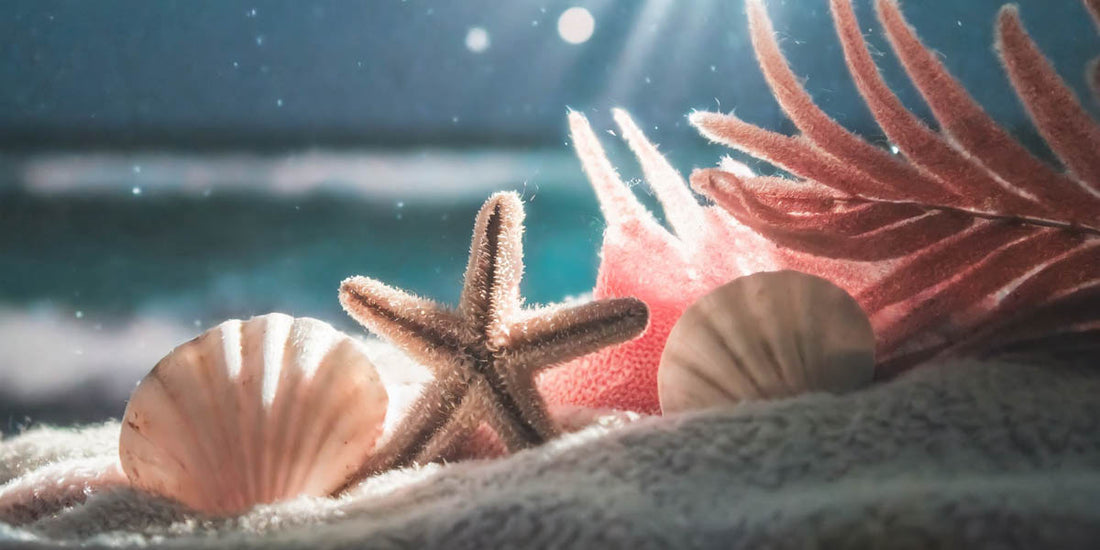 Seastory Seashell importance in culture Blog